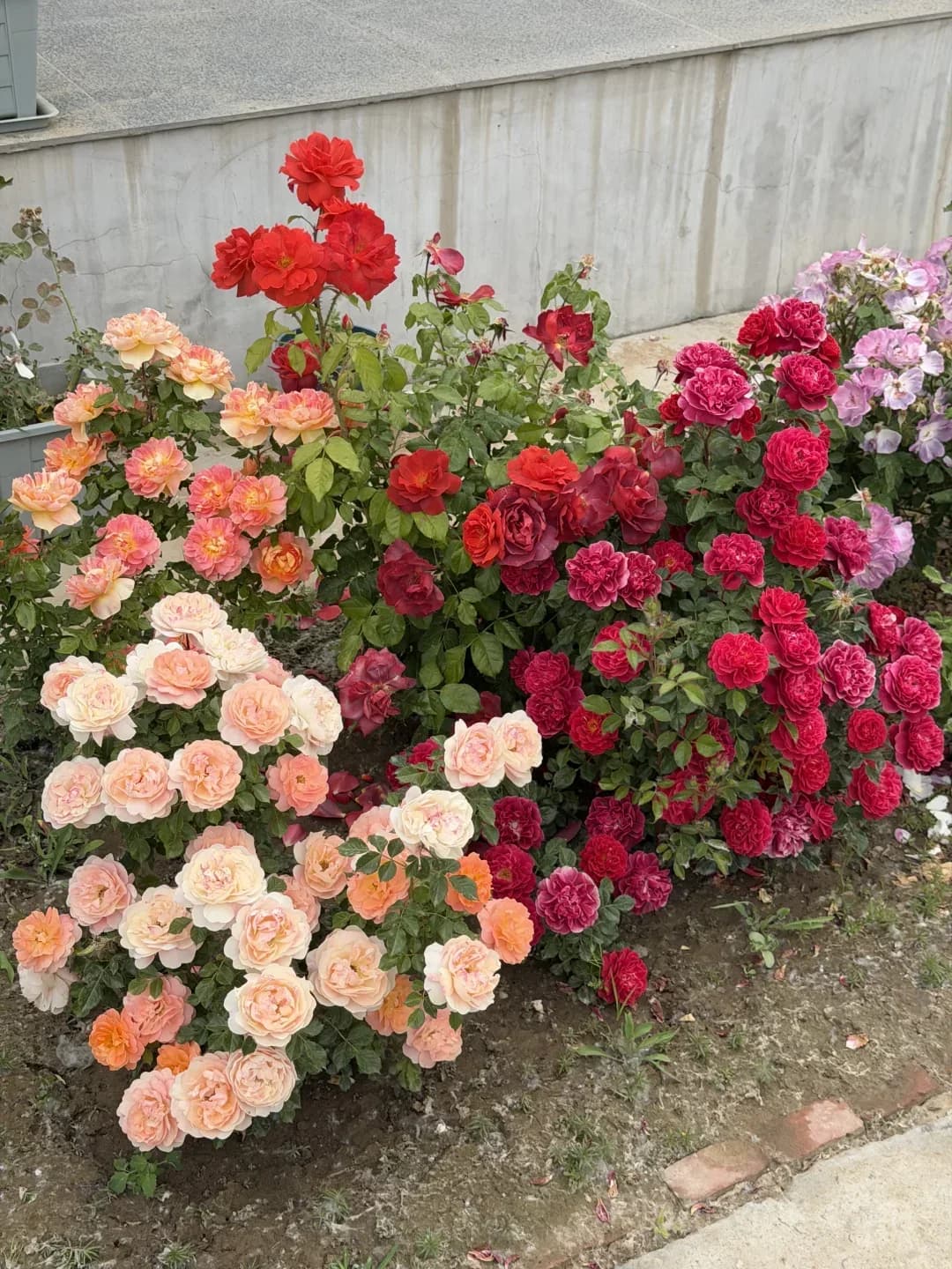 Red Rose Seeds – Large Deep Red Double Blooms, Easy to Grow - View 6