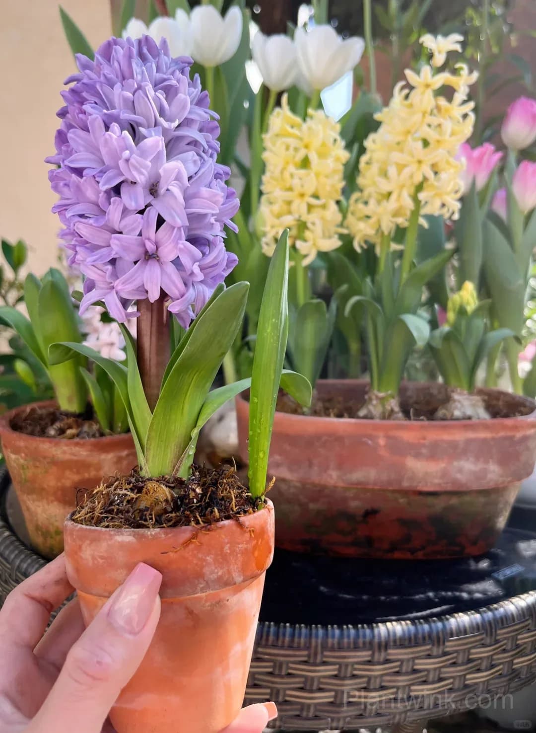 Hyacinth Bulbs – Fragrant Spring Flowers for Garden, Pots & Indoor Planting - View 5