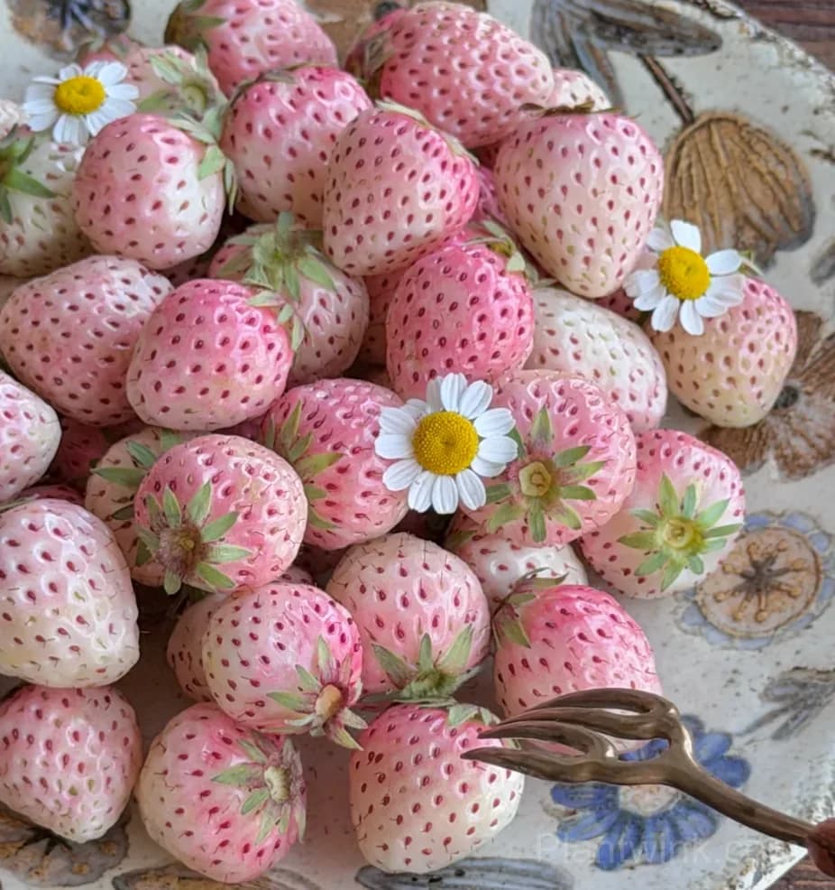 Mini Fenyu Pink Strawberry Seeds – Sweet Pink Strawberries for Home Garden & Easy Growing - Main