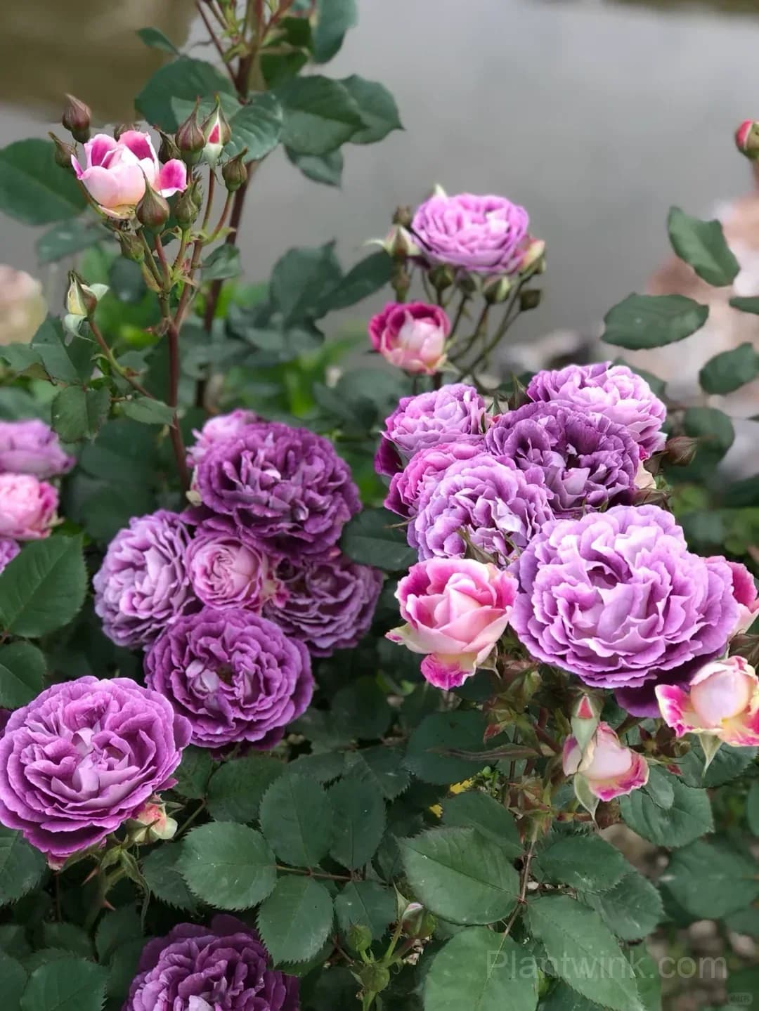 Deep Purple Rose Seeds – Magenta-Violet Double Blooms, Easy to Grow - View 5