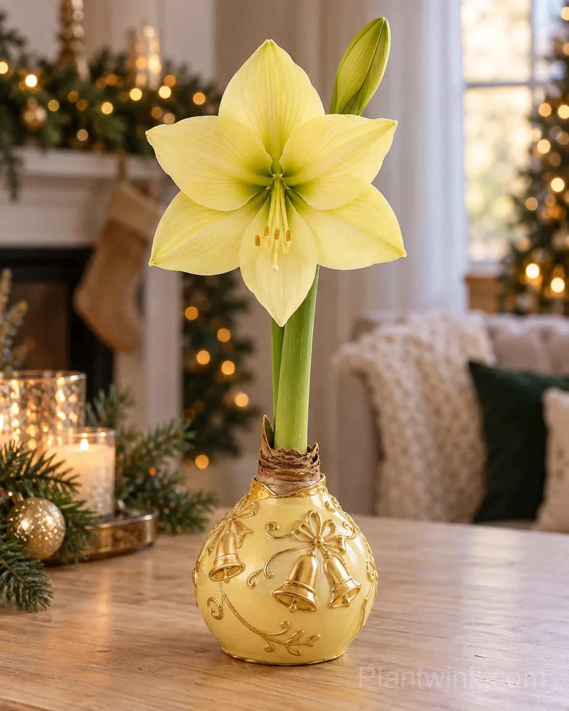 Rare Holiday Waxed Amaryllis Bulbs – 6 Festive Varieties, No Soil or Water Needed - View 12
