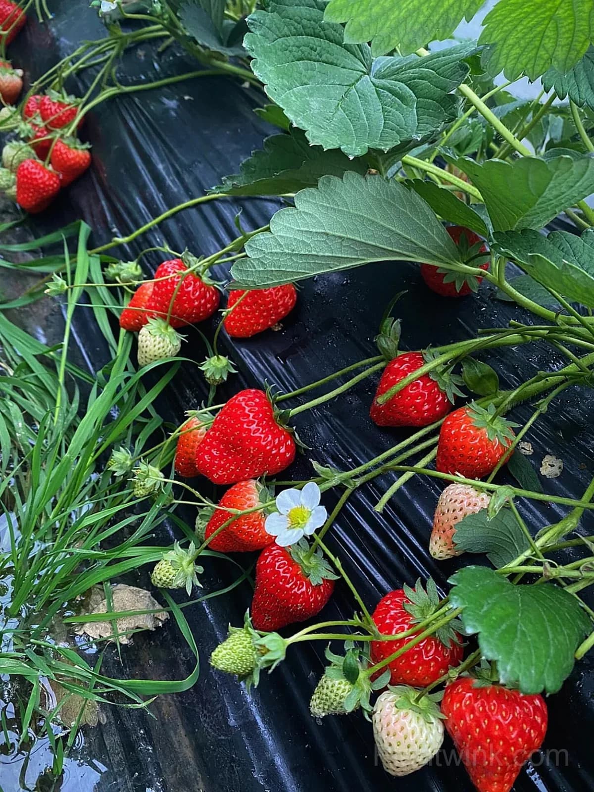 Everbearing Strawberry Seeds – Sweet Strawberries for Home Garden & Easy Growing - Alt