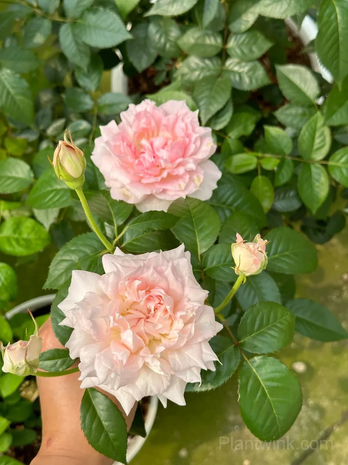 Pink & White Frilled Rose Seeds – Ruffled Double Blooms, Easy to Grow - View 8