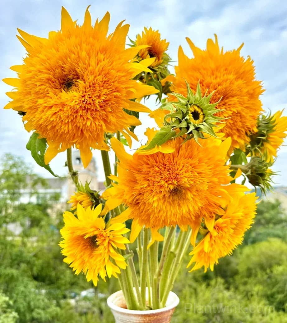 Teddy Bear Sunflower Seeds – Dwarf Double Blooms, Easy to Grow & High Germination - View 11