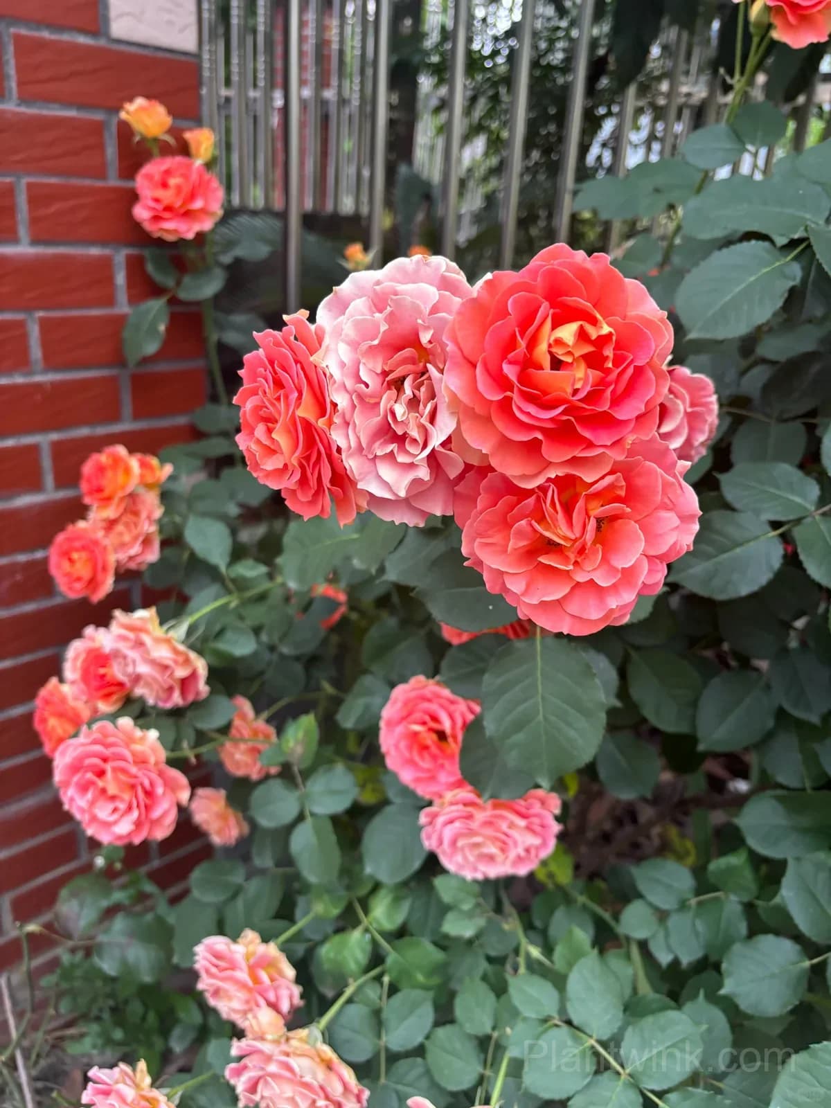 Brass Band Rose Seeds - Award-Winning Apricot Orange Floribunda, Disease Resistant Garden Flower - View 2