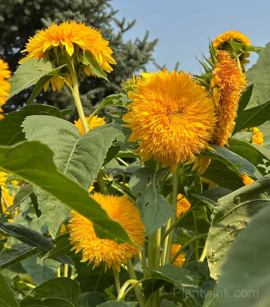 Teddy Bear Sunflower Seeds – Dwarf Double Blooms, Easy to Grow & High Germination - View 8