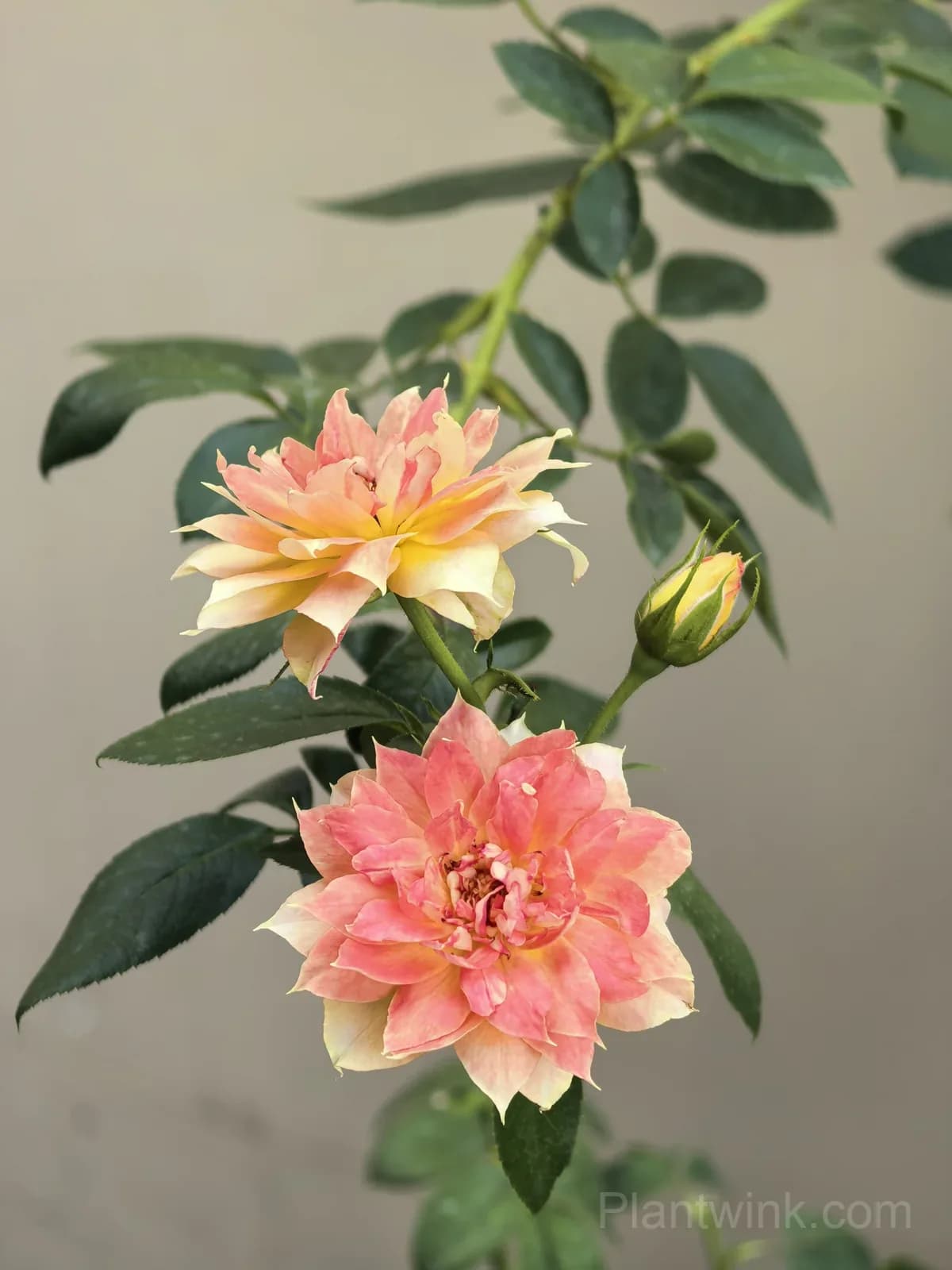 Pumpkin Orange Rose Seeds โ Vibrant Orange Blooms, Easy to Grow & Fragrant - View 2