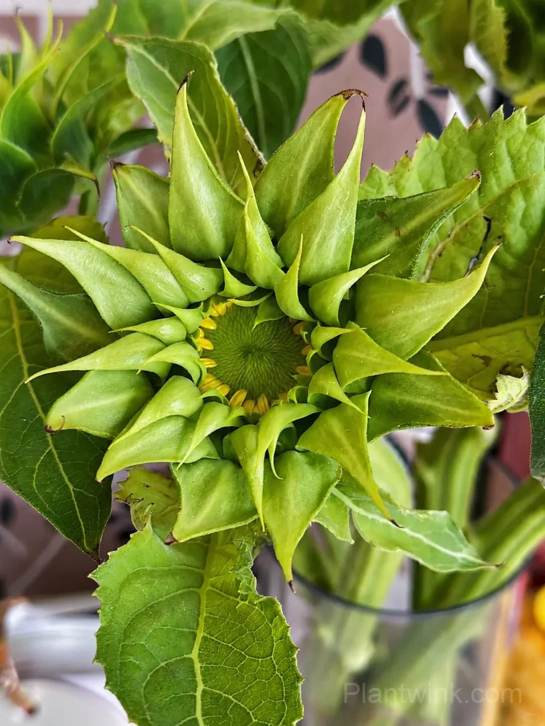 Forest Heart & Devil’s Eye Sunflower Seeds – Unique Red & Dark-Centered Flowers for Garden & Home - View 9