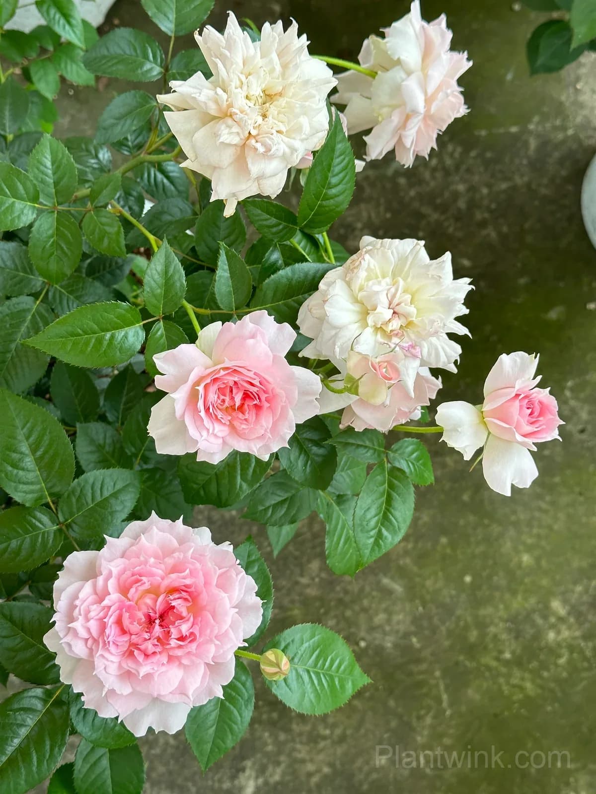 Pink & White Frilled Rose Seeds – Ruffled Double Blooms, Easy to Grow - View 5