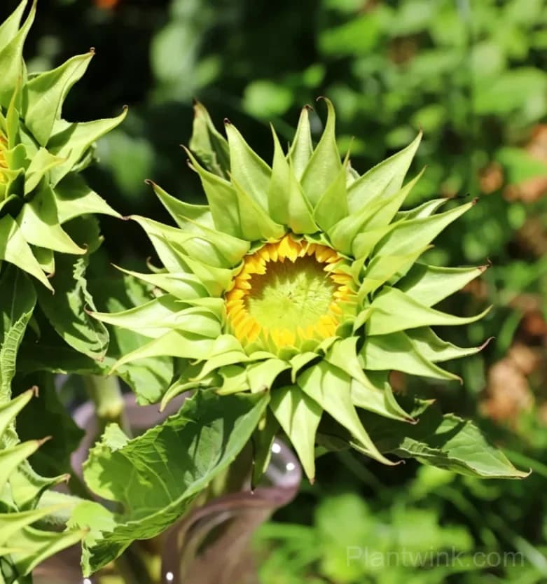 Forest Heart & Devil’s Eye Sunflower Seeds – Unique Red & Dark-Centered Flowers for Garden & Home - View 7