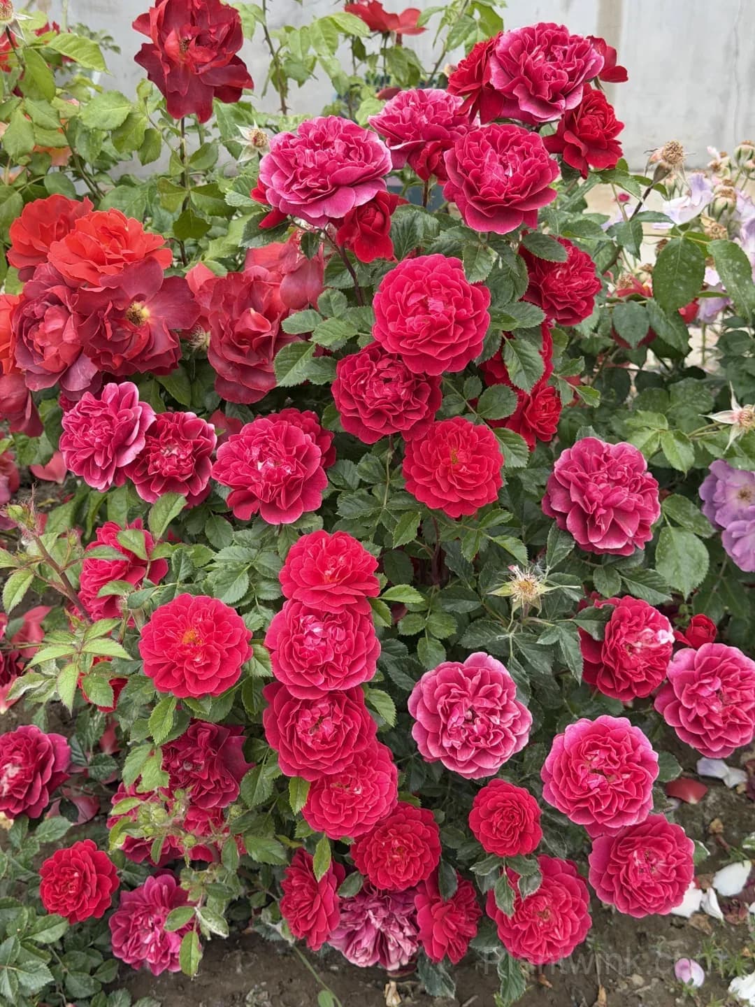 Red Rose Seeds – Large Deep Red Double Blooms, Easy to Grow - View 1
