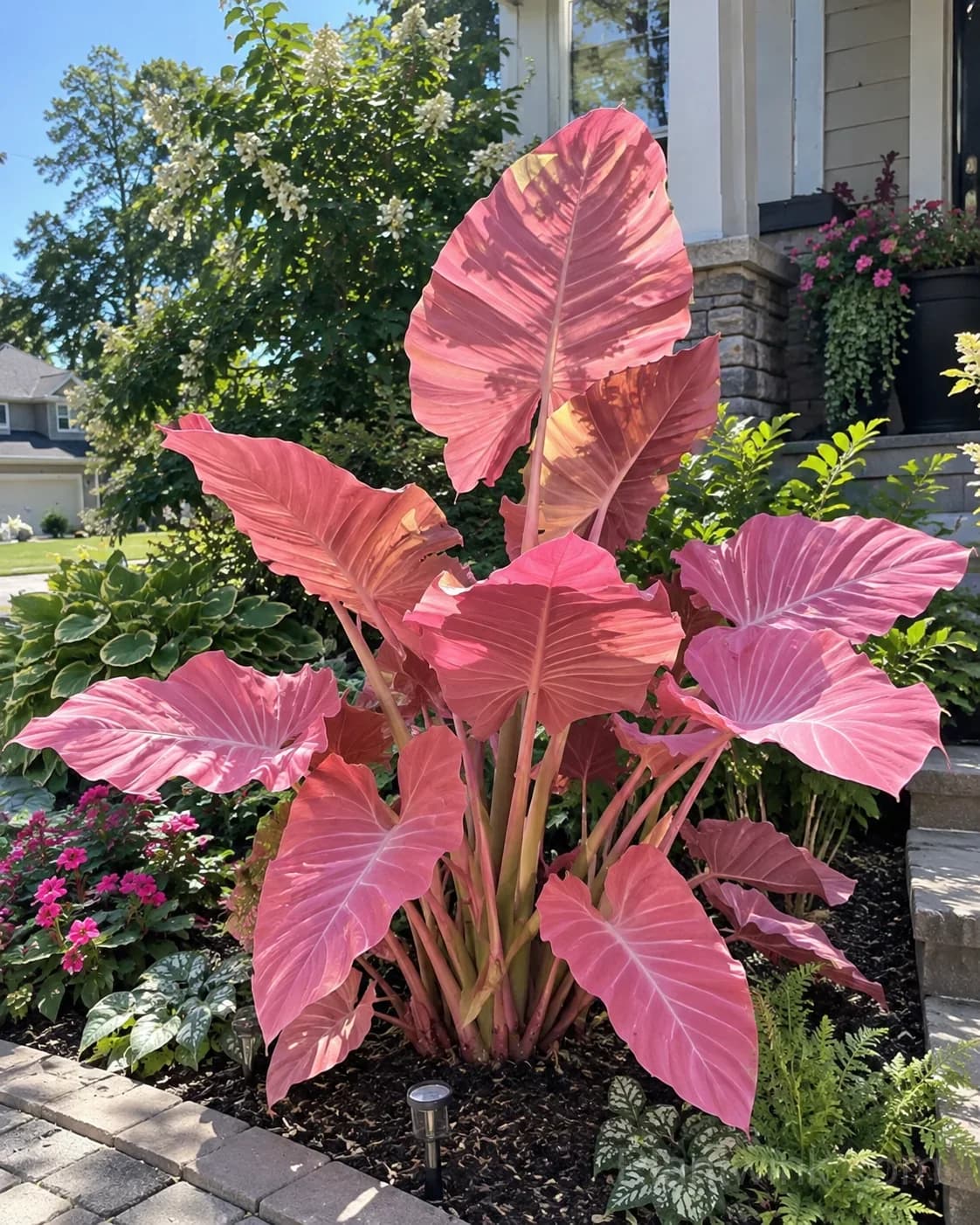 9 Rare Caladium Bulbs – Stunning Colorful Varieties - View 7