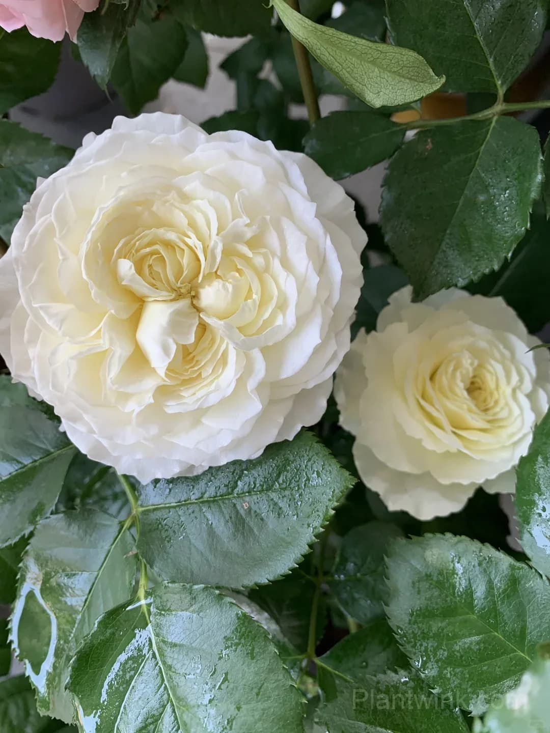 Cream White Rose Seeds – Large Double Blooms, Easy to Grow - View 5