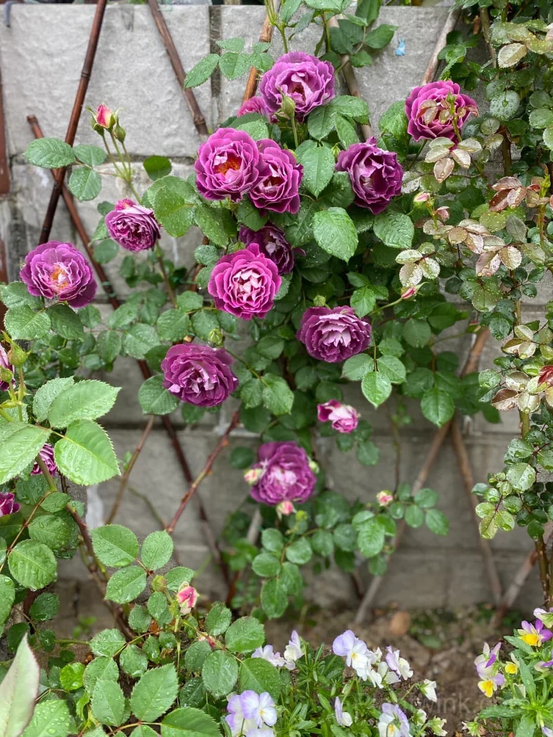 Deep Purple Rose Seeds – Magenta-Violet Double Blooms, Easy to Grow - View 2