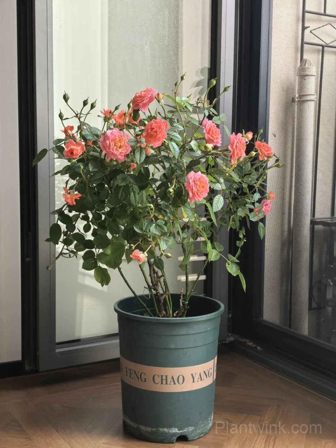 Salmon Pink Patio Rose Seeds β Beautiful Double Blooms, Compact & Easy to Grow - View 2