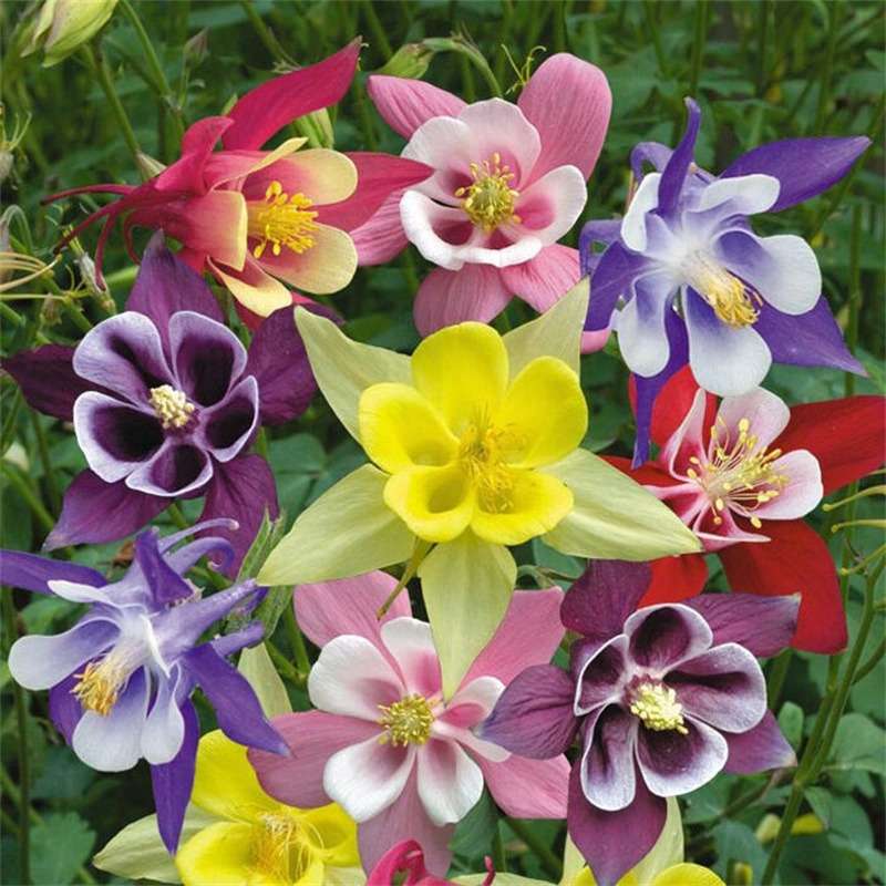 Columbine