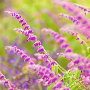 Sage Seed - Pink, 2000 Seeds