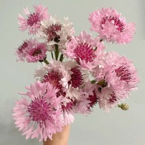 Bachelor's Button - Pink, 200 Seeds