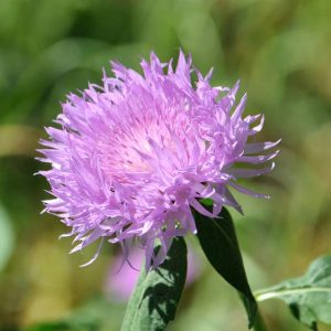 Bachelor's Button - Purple, 1000 Seeds