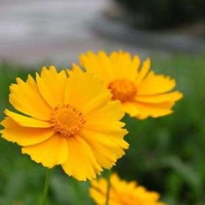 Bachelor's Button - Yellow, 🔥500 Seeds