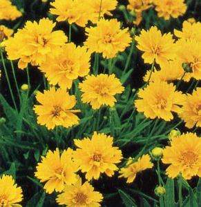 Bachelor's Button - Yellow, 1000 Seeds