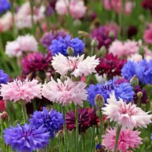 Bachelor's Button - Mixed, 1000 Seeds