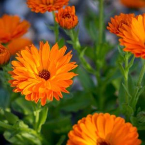 Calendula Seed - Orange-Yellow, 🔥300 Seeds