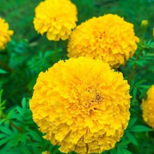 Calendula Seed - Yellow, 🔥300 Seeds