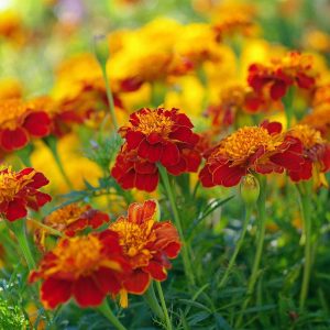 Calendula Seed - Tangerine, 🔥300 Seeds