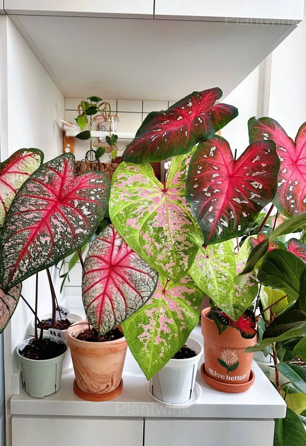 Review Image by Vance