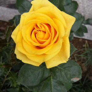 Miniature Rose Seed - Yellow, 🔥100 Seeds
