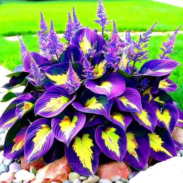 Dalia review image 1