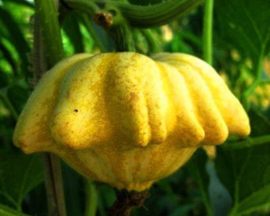 Funny Pumpkin