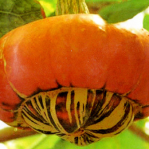 Odd-shaped Pumpkin Seed - Incense Burner, 20 Seeds