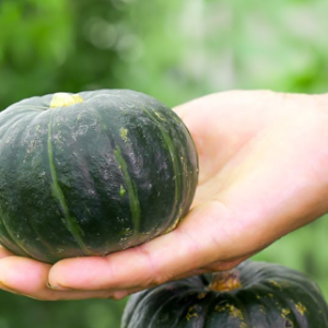 Odd-shaped Pumpkin Seed - Tiny, 20 Seeds