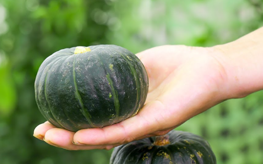 Odd-shaped Pumpkin Seed - View 7