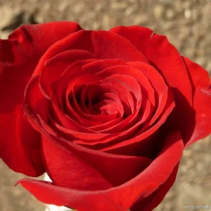 Miniature Rose Seed - Red, 🔥100 Seeds