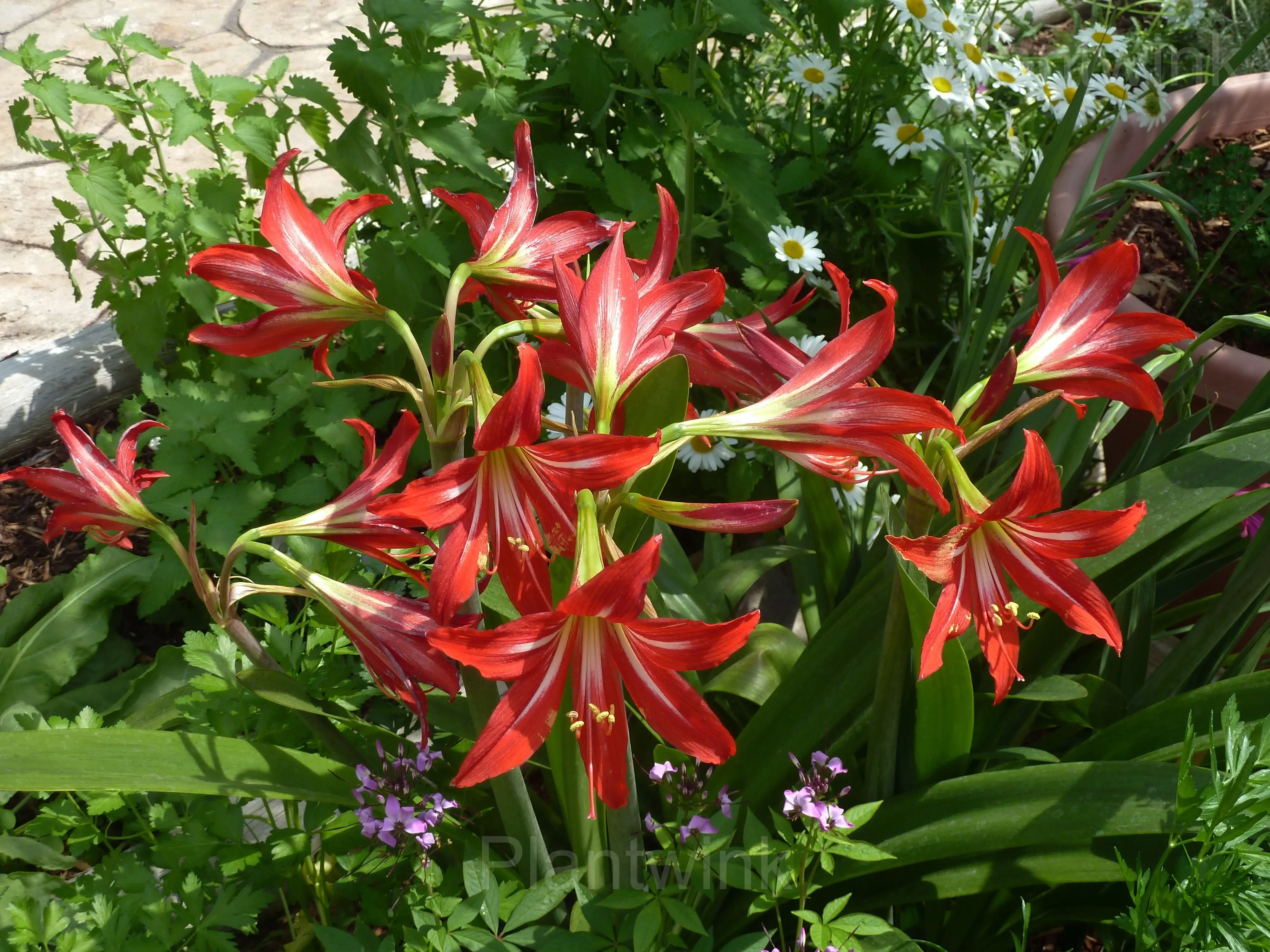 Wanda review image 1