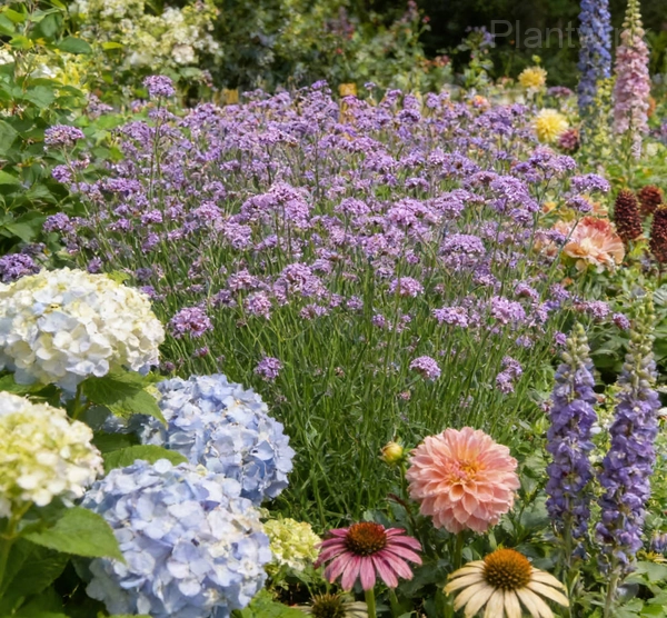 Review Image by Kingsley