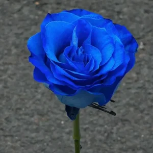 Miniature Rose Seed - Blue, 🔥100 Seeds