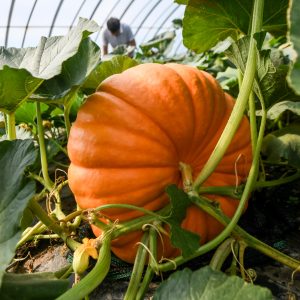 Odd-shaped Pumpkin Seed - Giant, 🔥10 Seeds