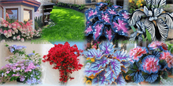 flower_seeds