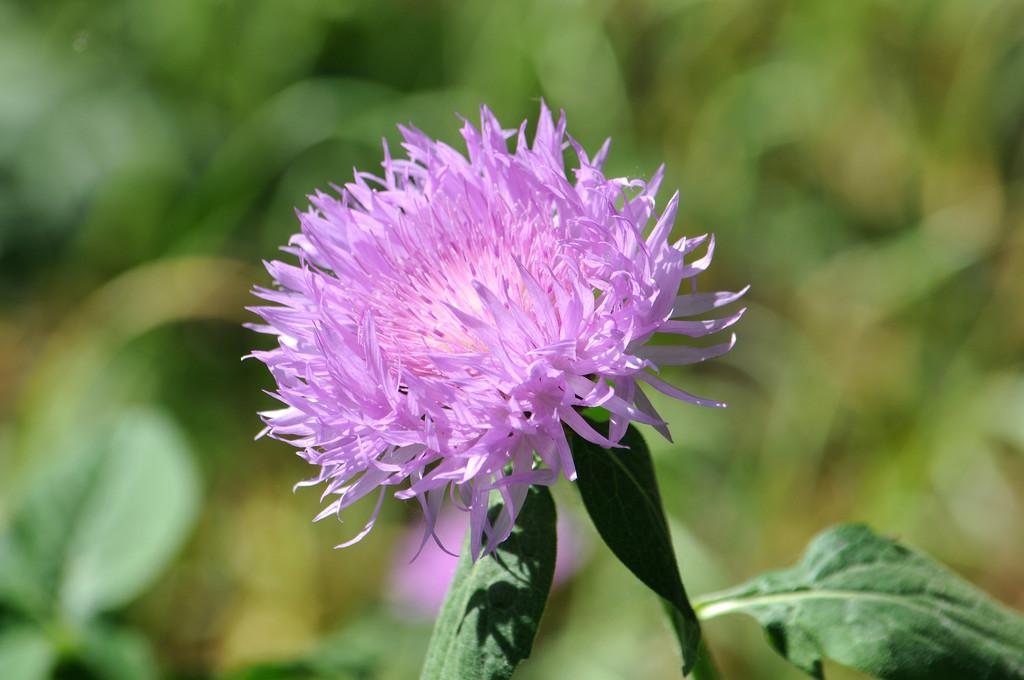 Purple Bachelors Button