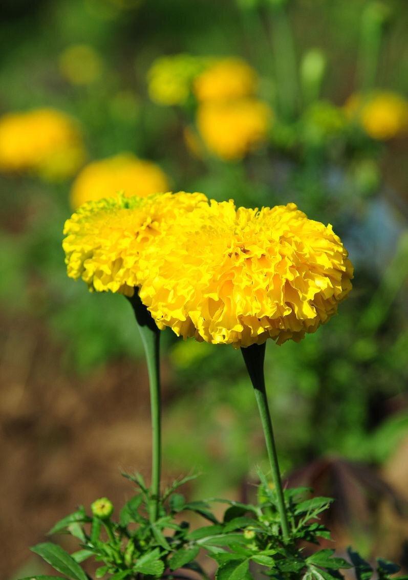 Yellow Calendula
