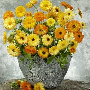 Multi-Colored Calendula