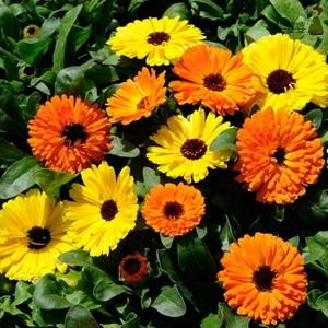 Multi-Colored Calendula