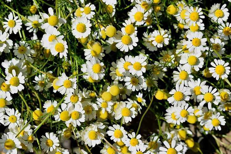 Chamomile