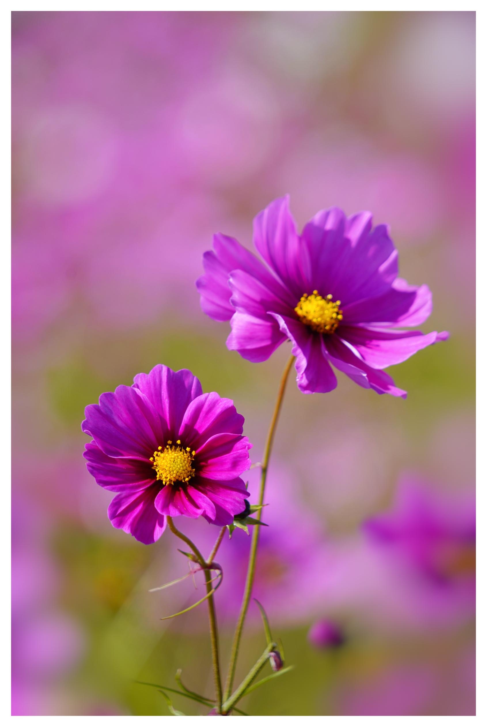 Purple Tall Cosmos
