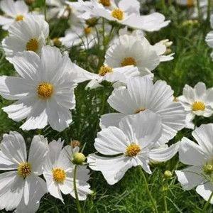 White Tall Cosmos