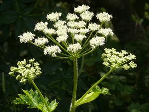 Apiaceae